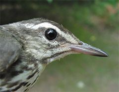 Louisiana Waterthrush, Seiurus motacilla