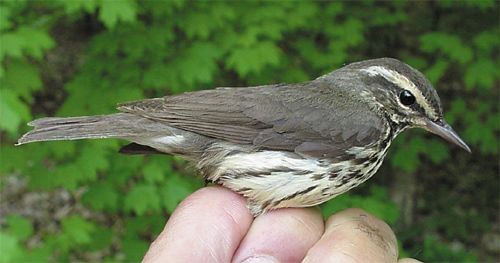 Northern Waterthrush, Seiurus noveboracensis