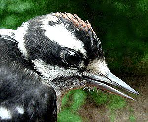 Downy Woodpecker, recent fledgling