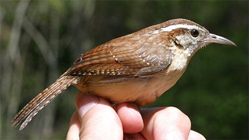 A Downswing In Carolina Wrens