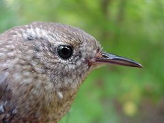 Winter Wren