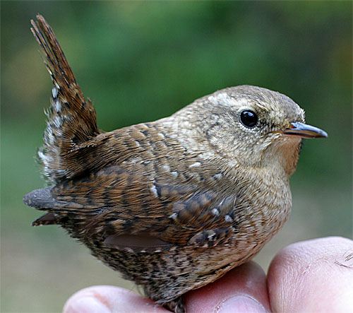 wren images