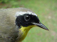 Common Yellowthroat, adult male