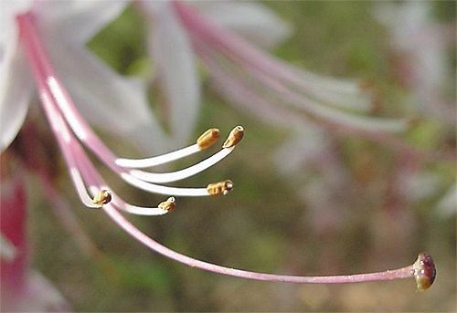 Pinxter-flower, Rhododendron periclymenoides (nudiflorum)