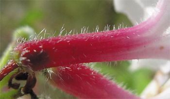 Pinxter-flower, Rhododendron