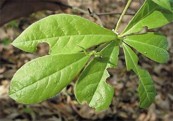 Pinxter-flower, Rhododendron periclymenoides (nudiflorum). foliage