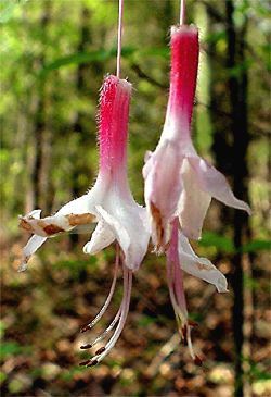 Pinxter-flower, Rhododendron periclymenoides (nudiflorum)