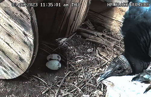 GNATCATCHERS, COWBIRDS, AND DEMISE OF OUR LIVESTREAMED BLACK VULTURE NEST