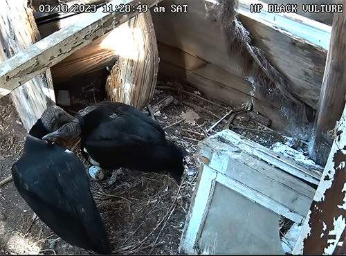 GNATCATCHERS, COWBIRDS, AND DEMISE OF OUR LIVESTREAMED BLACK VULTURE NEST