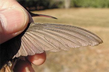 Buff-bellied Hummingbird, Amazilia yucatanensis