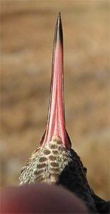 Buff-bellied Hummingbird, Amazilia yucatanensis