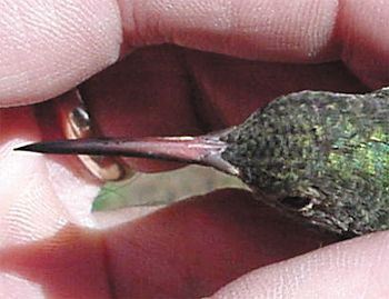 Buff-bellied Hummingbird, Amazilia yucatanensis, dorsal view of bill