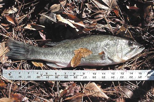 Largemouth Bass, Micropterus salmoides