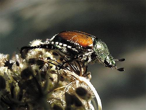 Japanese Beetle (Popillia japonica) adult