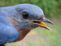 Eastern Bluebird, male