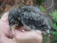 Eastern bluebird (nestling)