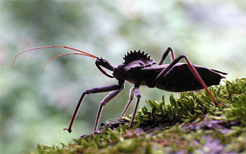 Wheel Bug Assassin of the Insect World Arilus cristatus