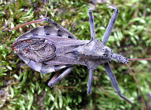Wheel bugs discount