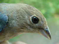 indigo bunting (female)