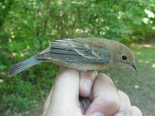 indigo bunting (female)