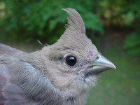 Northern Cardinal fledgling