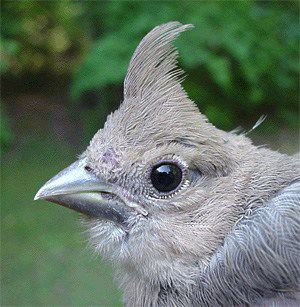 Northern Cardinal, recent fledgling