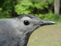 gray catbird