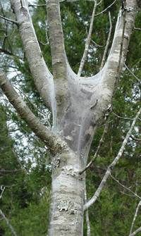 Tent Caterpillar, Malacasoma americana