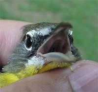 Yellow-breasted Chat female
