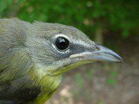 Yellow-breasted Chat