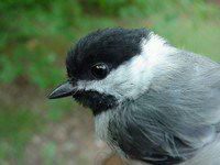 Nature: Carolina Chickadee