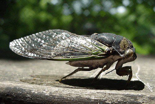 Dog-day Cicada