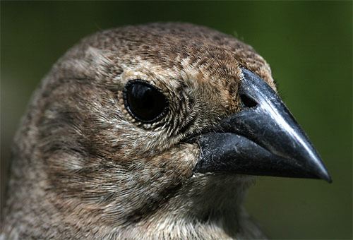 Brown-headed Cowbird, Molothrus ater: The 