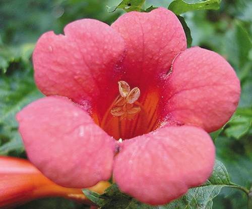 Trumpet Creeper (Campsis radicans) blossom