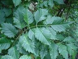 Trumpet Creeper (Campsis radicans) leaf