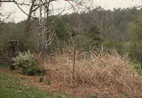 Trumpet Creeper (Campsis radicans) thicket