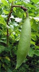 Trumpet Creeper (Campsis radicans) seed pod