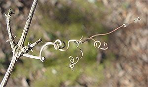 Cross Vine, Anisostichus capreolata, tendrils