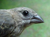 House Finch fledgling