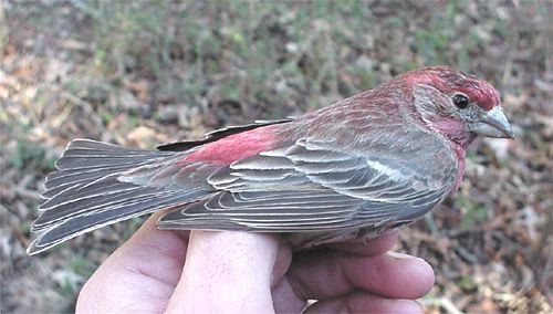 House Finch, adult male