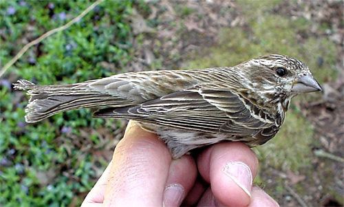 Purple Finch, unknown age and sex