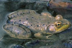 bullfrog