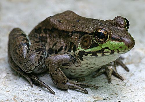 Green Frog, Rana clamitans