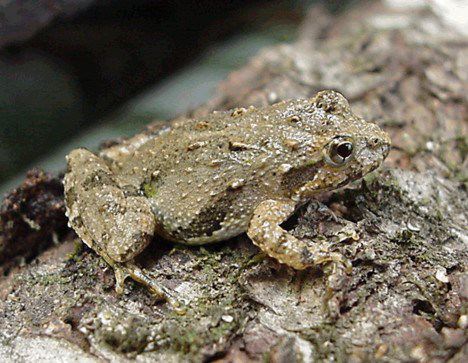 NORTHERN CRICKET FROG Acris crepitans crepitans