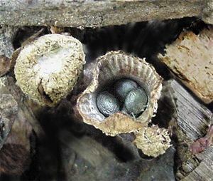 Striate Bird's-nest Fungus, Cyathus striatus