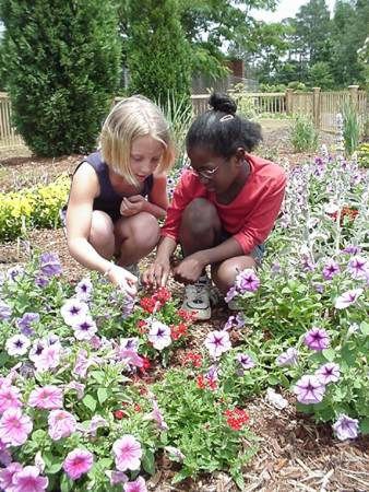 Hummingbird Garden