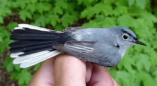Blue-gray Gnatcatcher, male