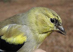 American Goldfinch, banded bird #40,000 at Hilton Pond Center for Piedmont Natural History