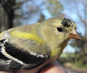 American Goldfinch male, in spring molt
