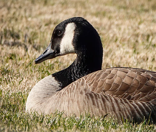 30th ANNUAL YORK-ROCK HILL(SC) CHRISTMAS BIRD COUNT